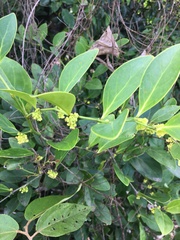 Dendrophyllanthus