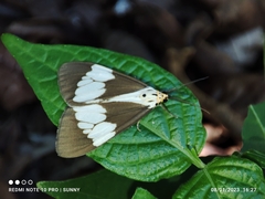 Nyctemera lacticinia