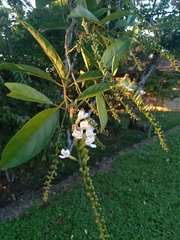 Citharexylum myrianthum
