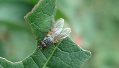 Emmesomyia socia