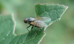 Emmesomyia socia
