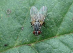 Emmesomyia socia