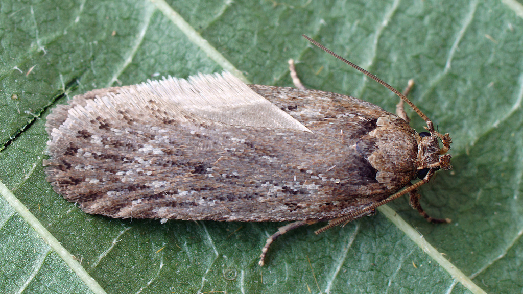 Depressaria silesiaca