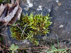 Brachythecium rivulare