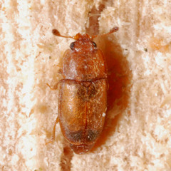 Epuraea pallescens
