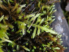 Brachythecium rivulare