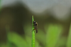 Bibio femoralis