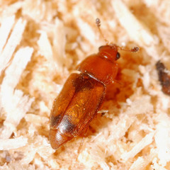 Epuraea pallescens