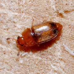 Epuraea pallescens