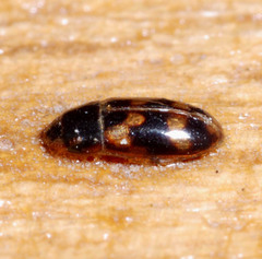 Litargus connexus