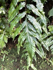 Tectaria phaeocaulis