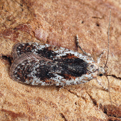 Agonopterix hypericella
