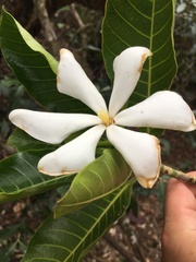Gardenia oudiepe