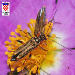 Oedemera barbara