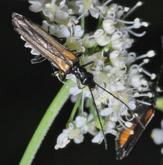 Oedemera pthysica