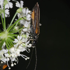 Oedemera pthysica