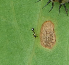 Monomorium floricola