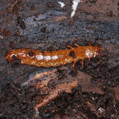 Pyrochroidae