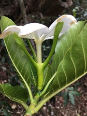 Gardenia oudiepe