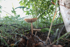 Amanita flavescens