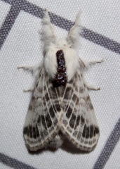 Tolype velleda