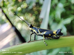 Traulia azureipennis