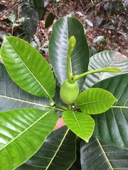 Gardenia oudiepe