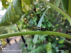 Traulia azureipennis