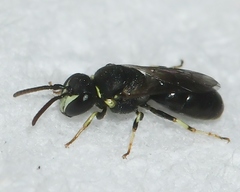 Hylaeus floridanus