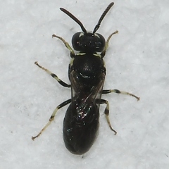 Hylaeus floridanus
