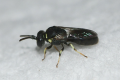 Hylaeus floridanus