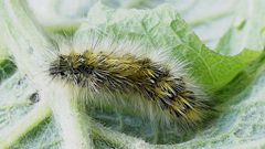 Diacrisia purpurata