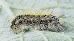 Diacrisia purpurata