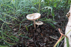 Amanita flavescens