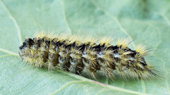 Diacrisia purpurata