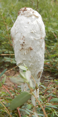 Podaxis