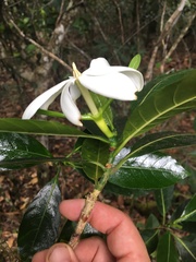 Gardenia oudiepe