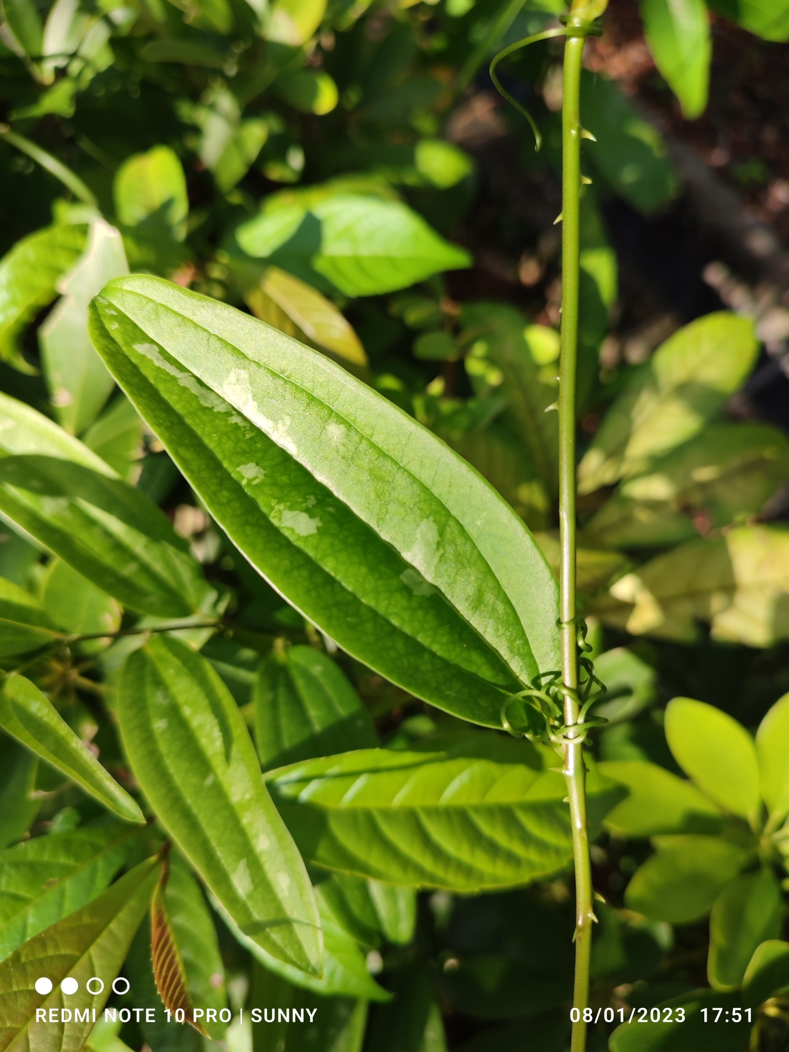 Ubi Jaga (Smilax myosotiflora)