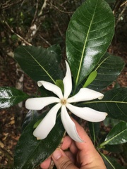 Gardenia oudiepe
