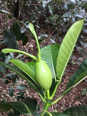 Gardenia oudiepe