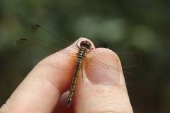 Trithemis arteriosa