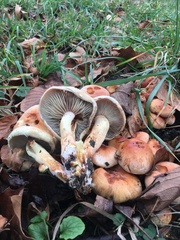 Hypholoma lateritium