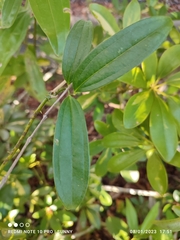 Smilax myosotiflora
