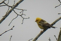 Emberizidae