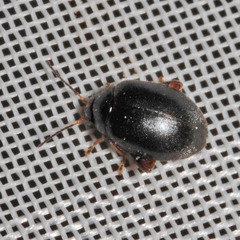 Scirtes hemisphaericus