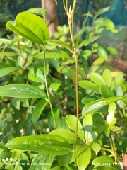 Smilax myosotiflora