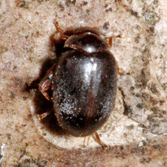 Scirtes hemisphaericus