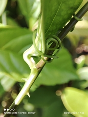 Smilax myosotiflora