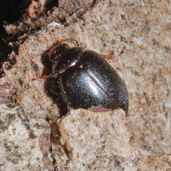 Scirtes hemisphaericus