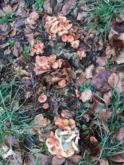 Hypholoma lateritium